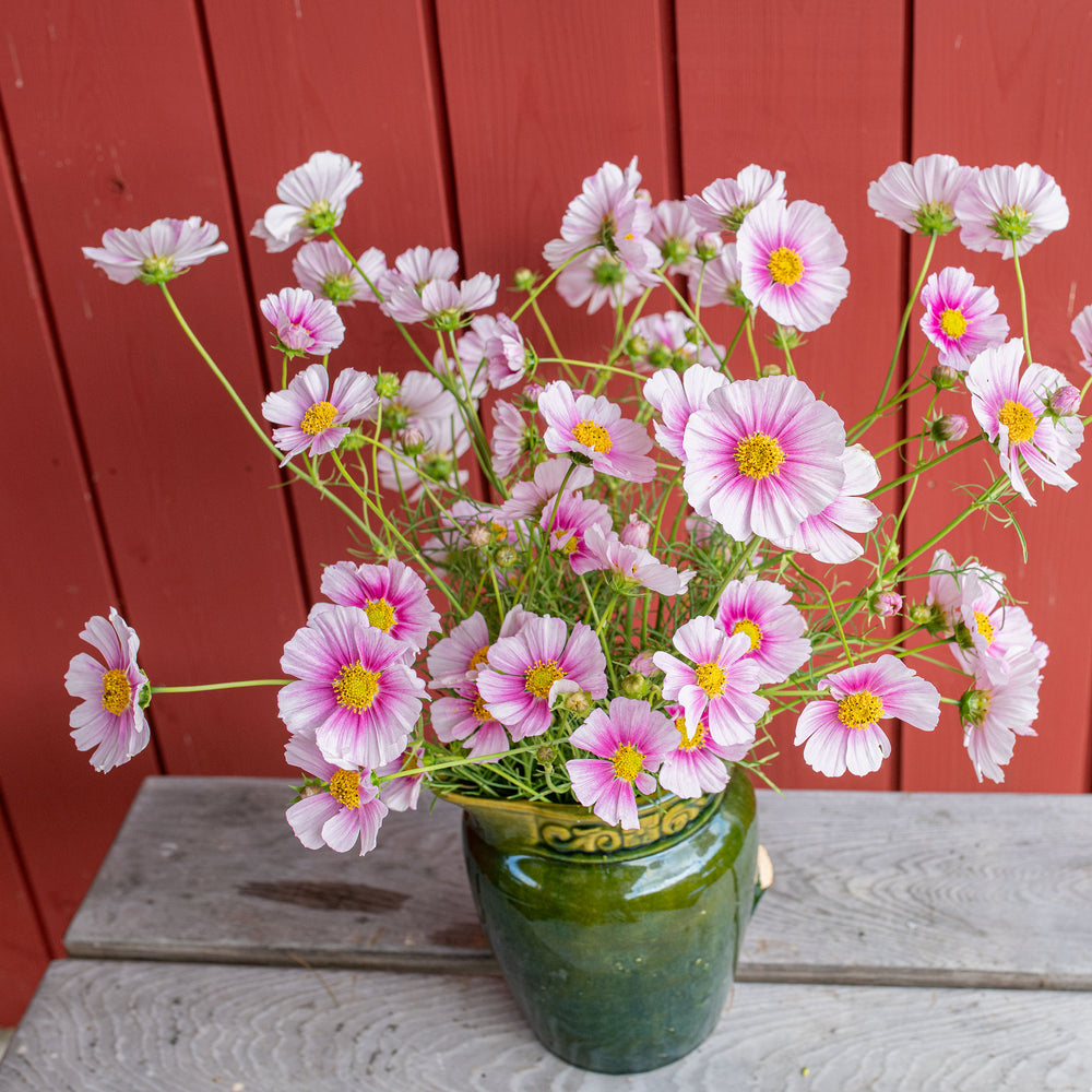 Cosmos 'Hinomaru'