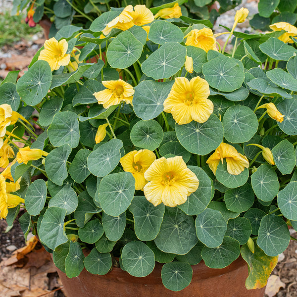 
    



Nasturtium 'Baby Yellow'
