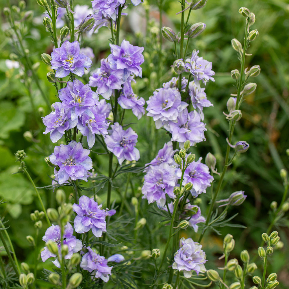 Larkspur 'QIS® Light Blue'