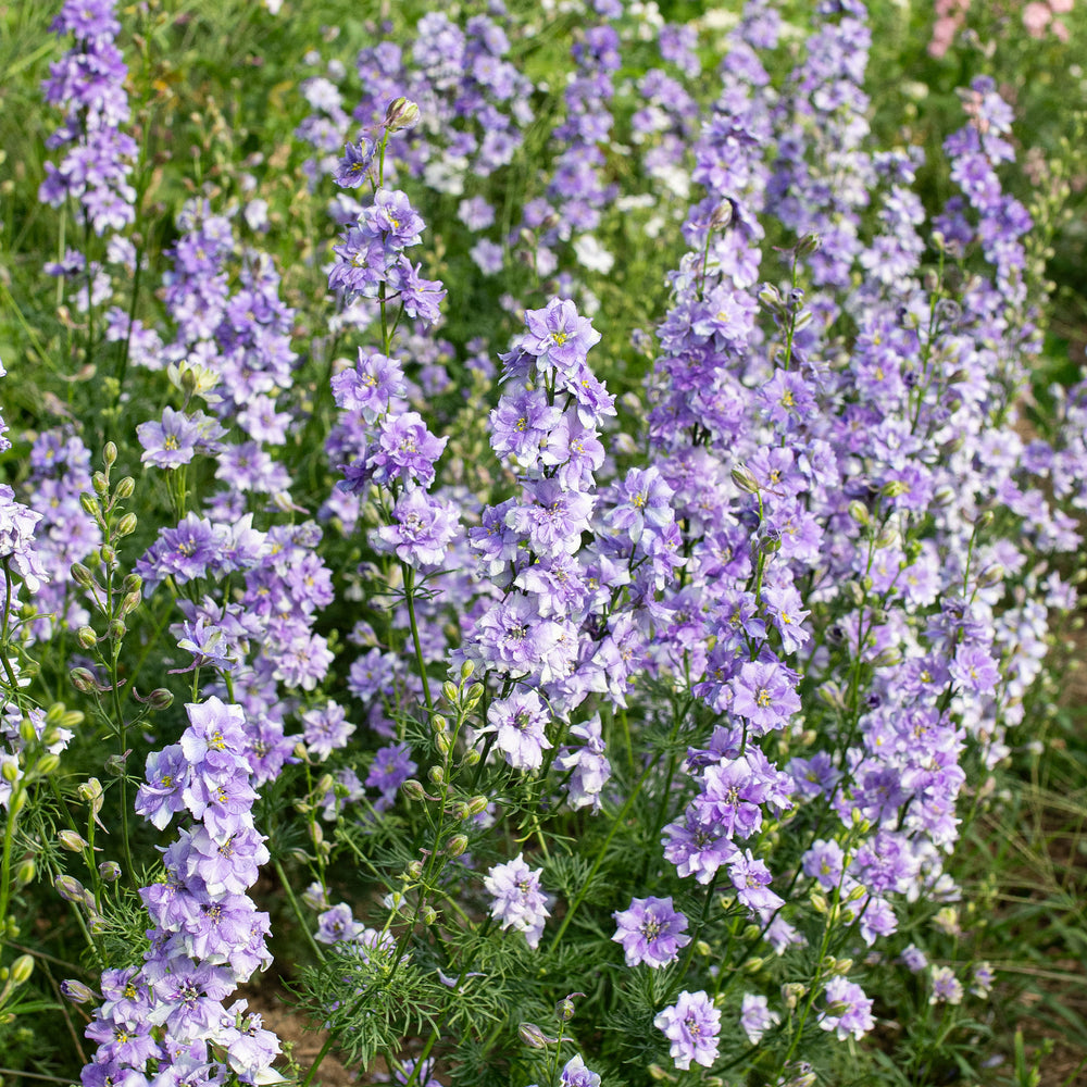 Larkspur 'QIS® Light Blue'