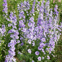 
    



Larkspur 'QIS® Light Blue'
