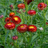 
    



Strawflower 'Fireball'
