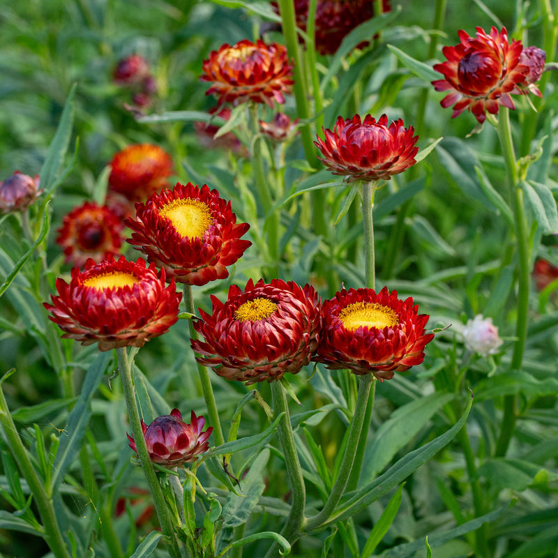 
  



Strawflower 'Fireball'
