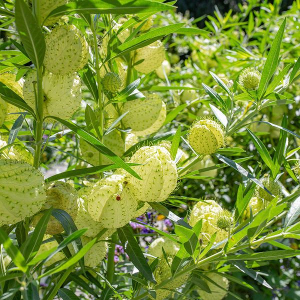 
    



Balloon Plant
