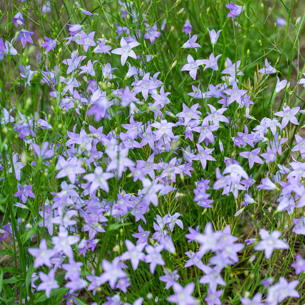 Bellflower - Spreading