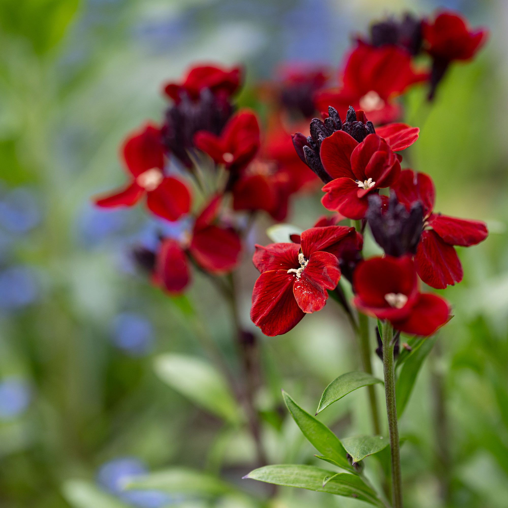 Wallflower 'Brown Bedder'