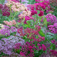 
    



Yarrow 'Flowerburst™ Red Shades' F2
