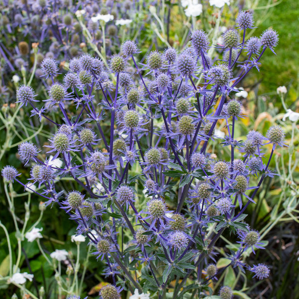 Sea Holly 'Blue Glitter'