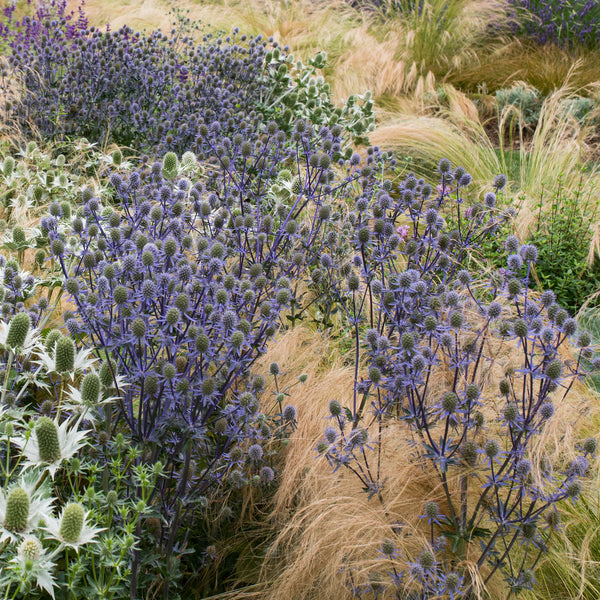 Sea Holly 'Blue Glitter'