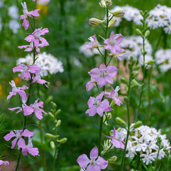 Larkspur 'Bunny Bloom Pink'