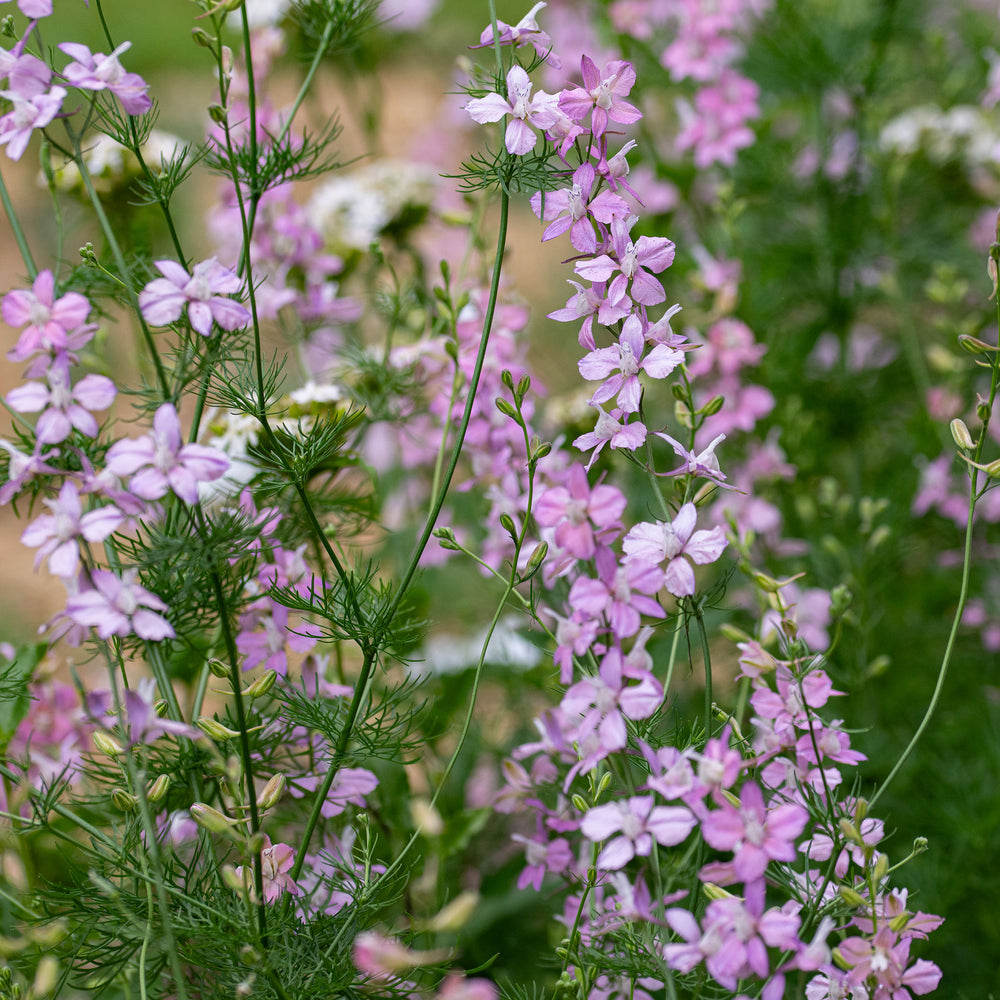 Larkspur 'Bunny Bloom Pink'