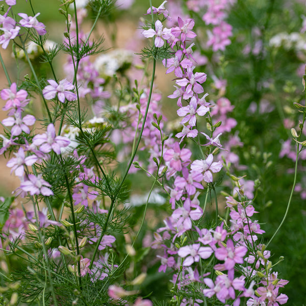 Larkspur 'Bunny Bloom Pink'