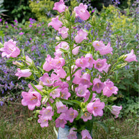 
    



Canterbury Bells 'Rose Pink'
