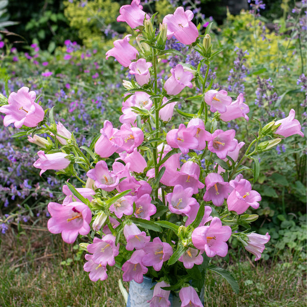 Canterbury Bells 'Rose Pink'