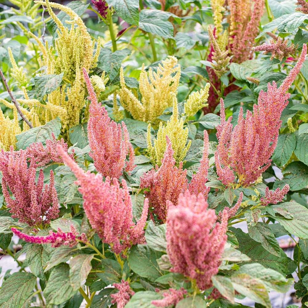 Amaranth 'Sunset Goldilocks' Organic