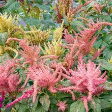 Amaranth 'Sunset Goldilocks' Organic