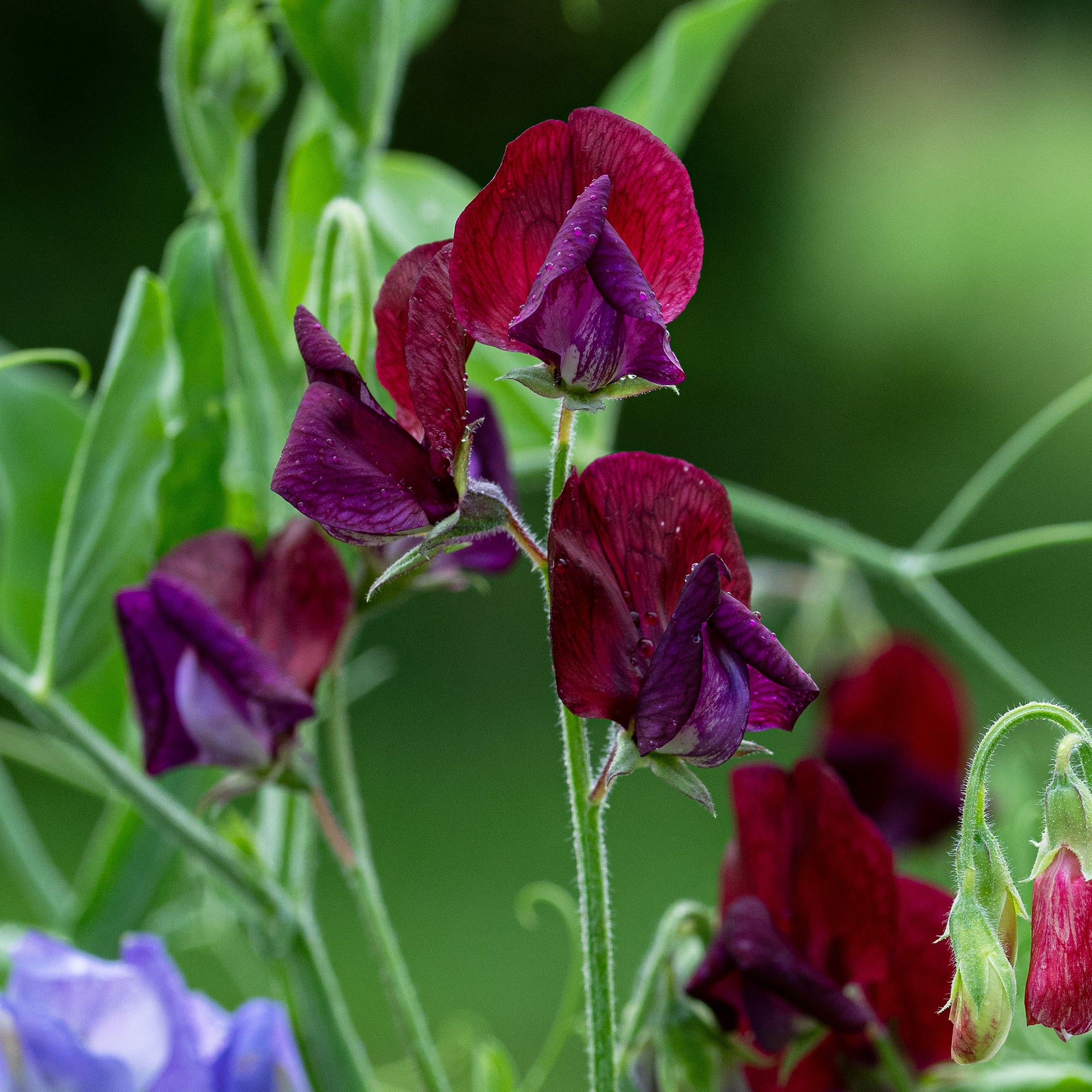 Sweet Pea 'Black Knight'