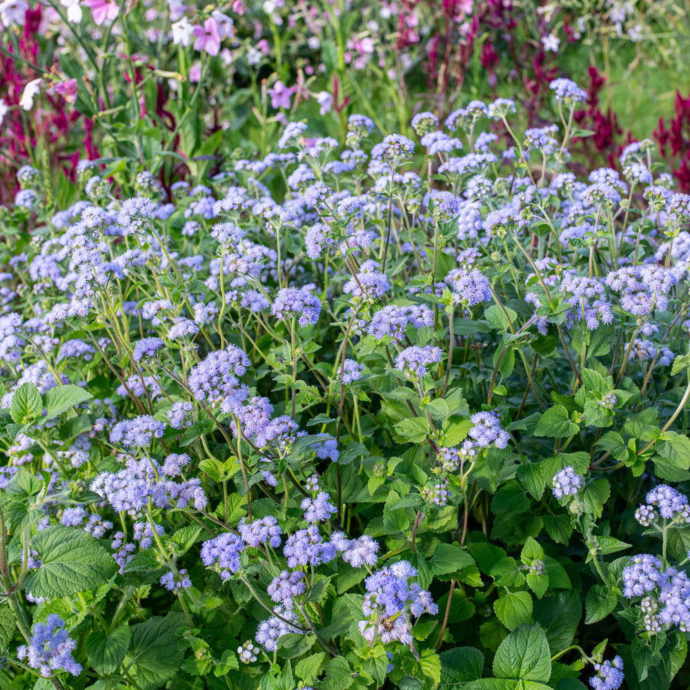 Ageratum 'Blue Bouquet'