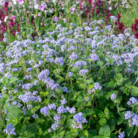 
    



Ageratum 'Blue Bouquet'
