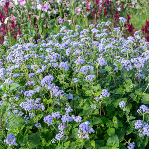 Ageratum 'Blue Bouquet'