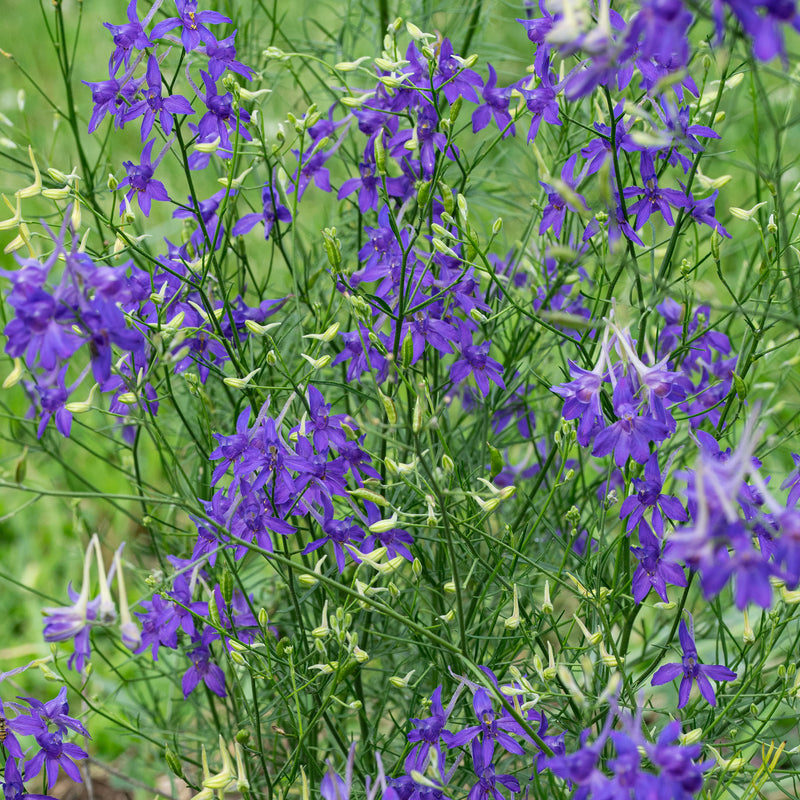 Larkspur 'Blue Cloud'