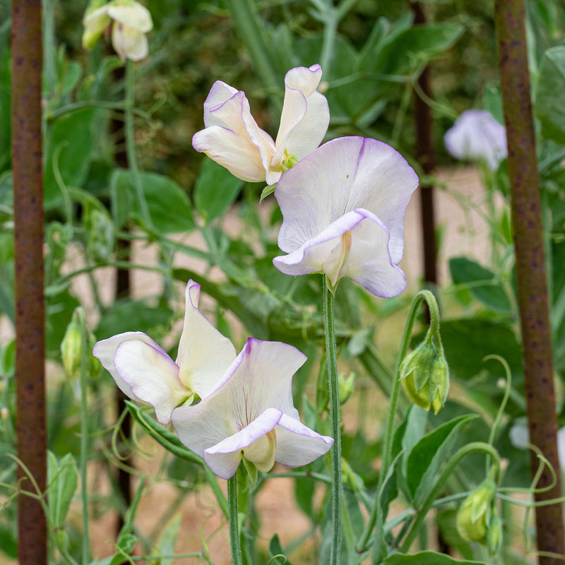 Sweet Pea 'April in Paris'