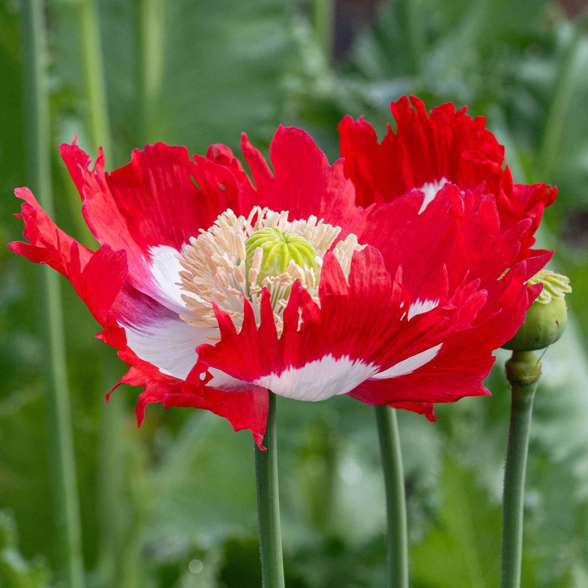 Poppy 'Danish Flag'