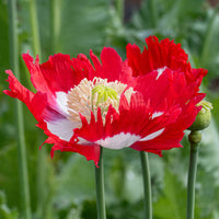 
    



Poppy 'Danish Flag'
