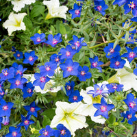 
    



Pimpernel 'Gentian Blue'
