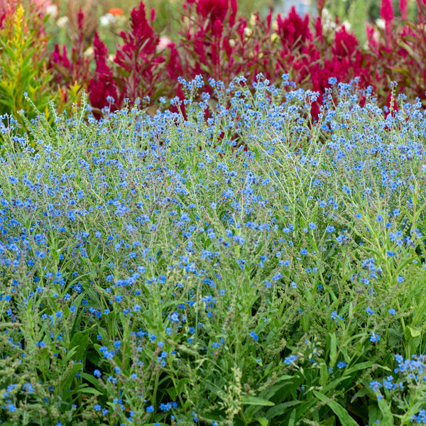 Chinese Forget Me Not 'Firmament'