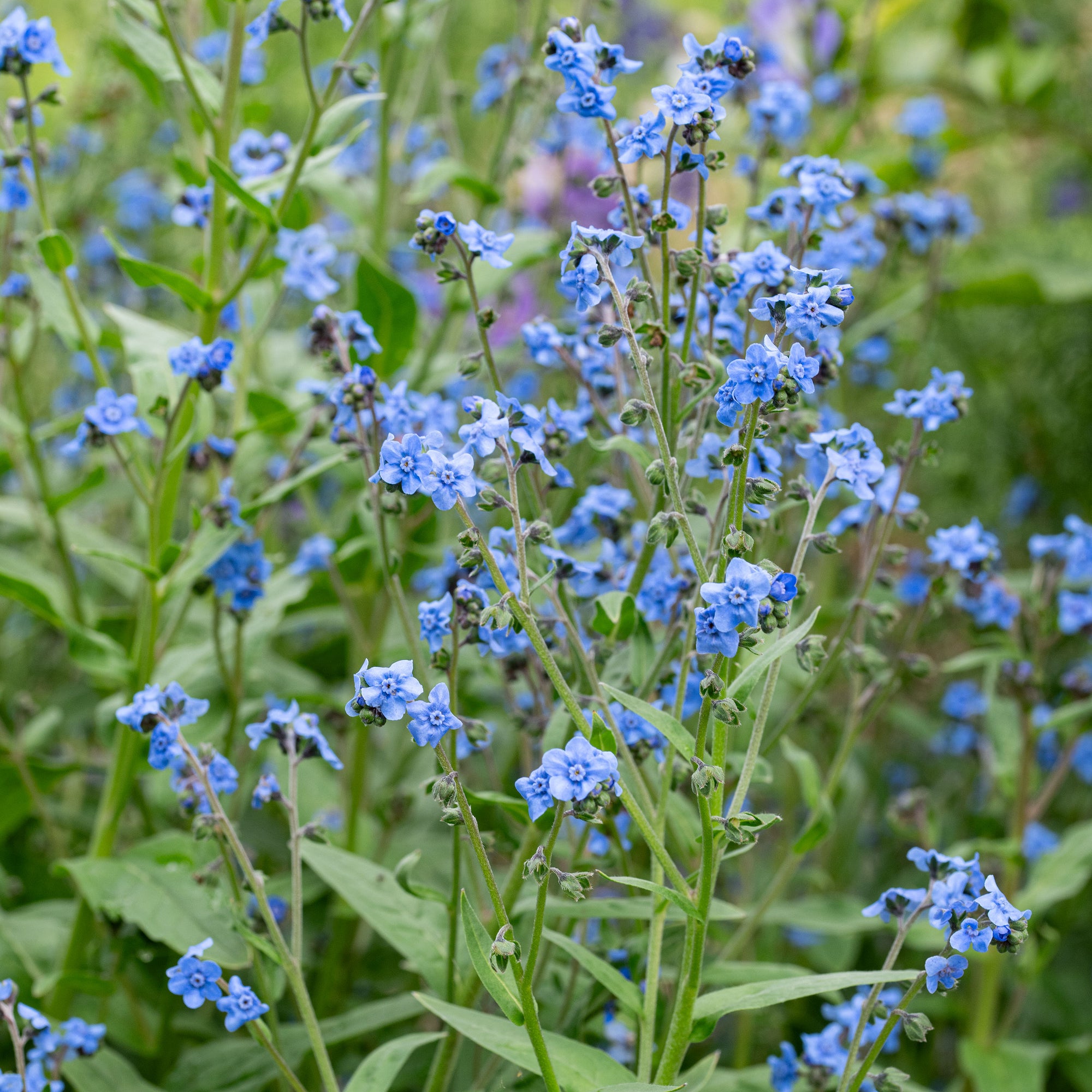 Chinese Forget Me Not 'Firmament'