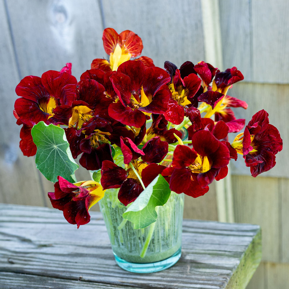 Nasturtium 'Black Velvet'