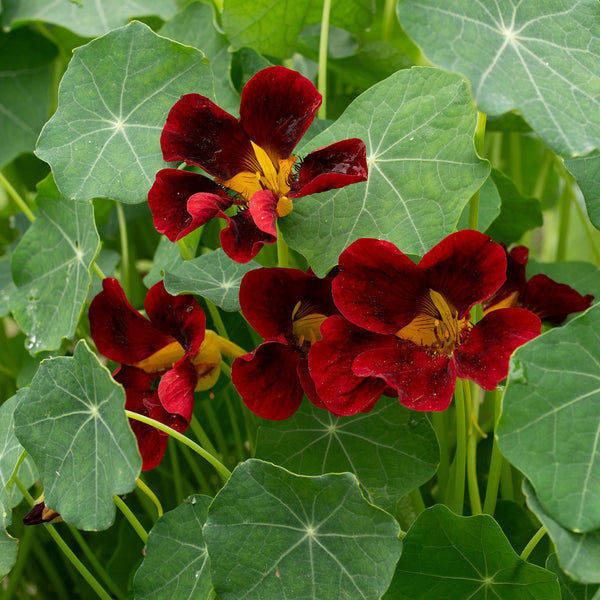 
    



Nasturtium 'Black Velvet'
