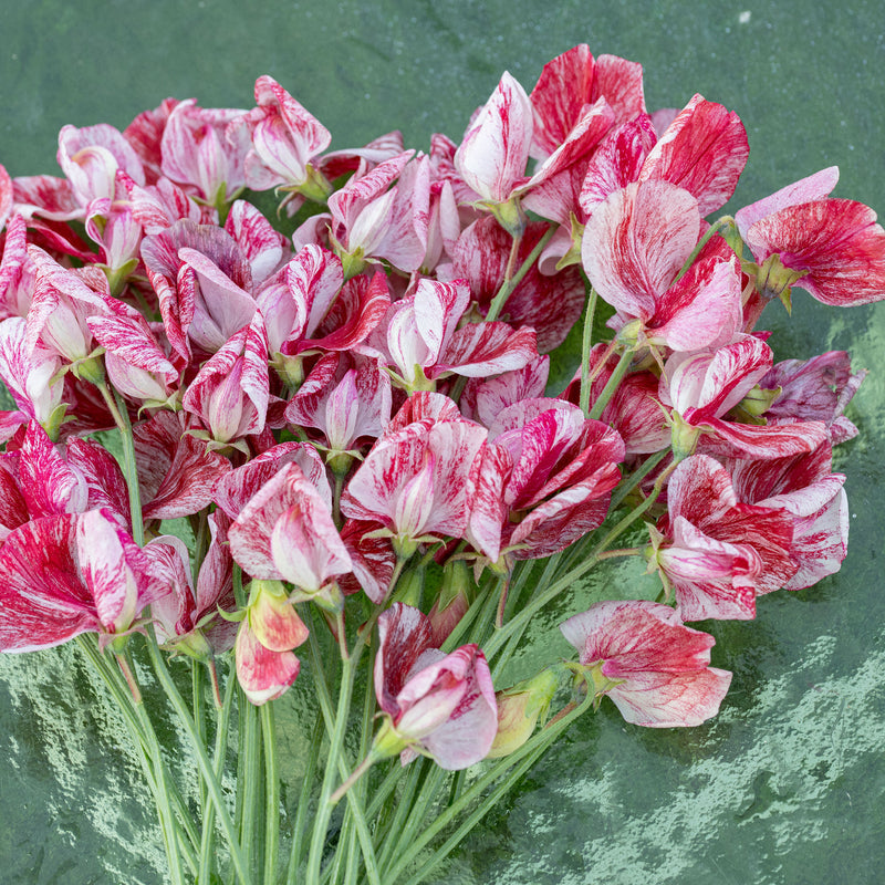 Sweet Pea 'America'