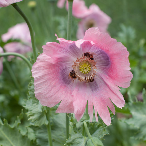 
    



Poppy 'Imperial Pink' Organic
