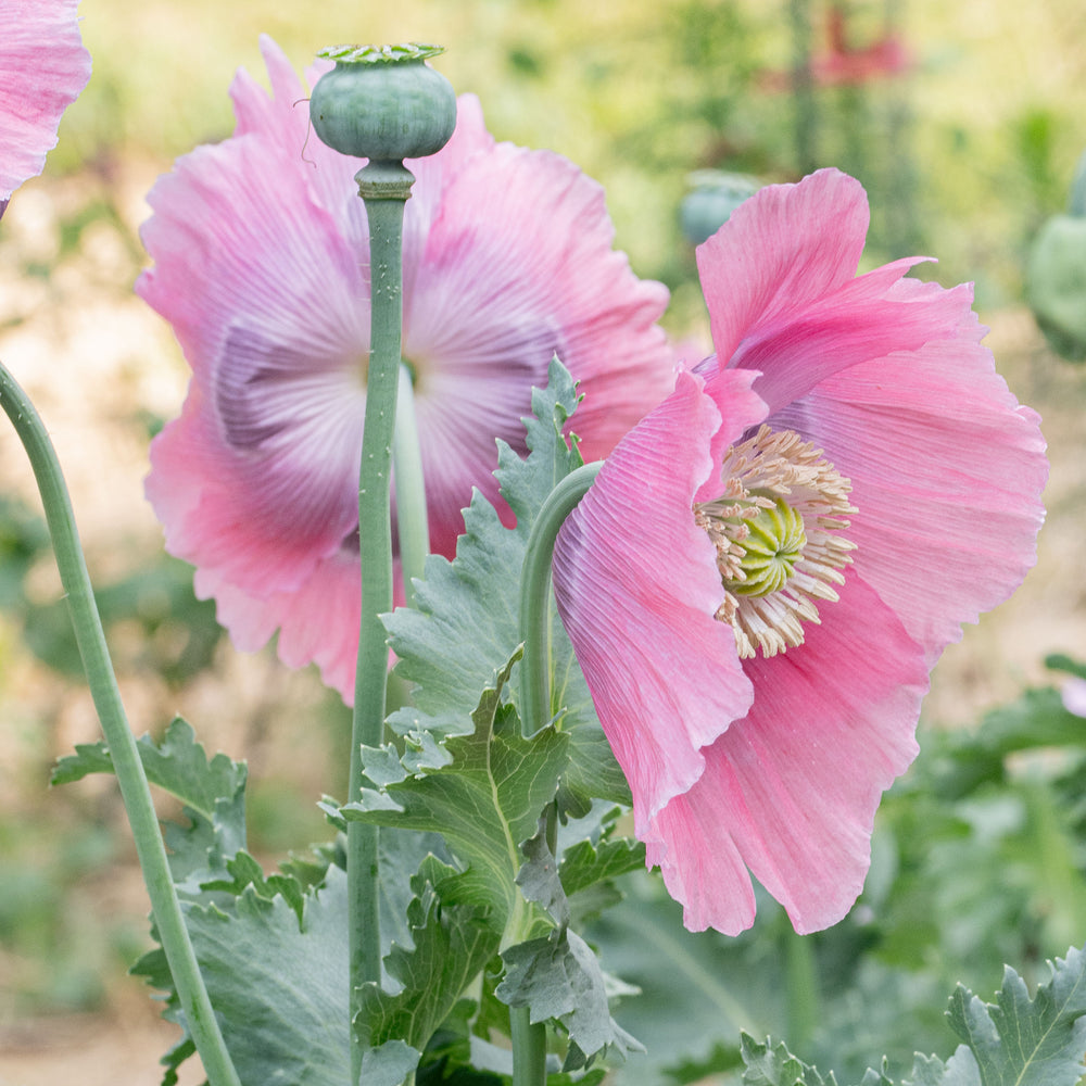 Poppy 'Imperial Pink' Organic