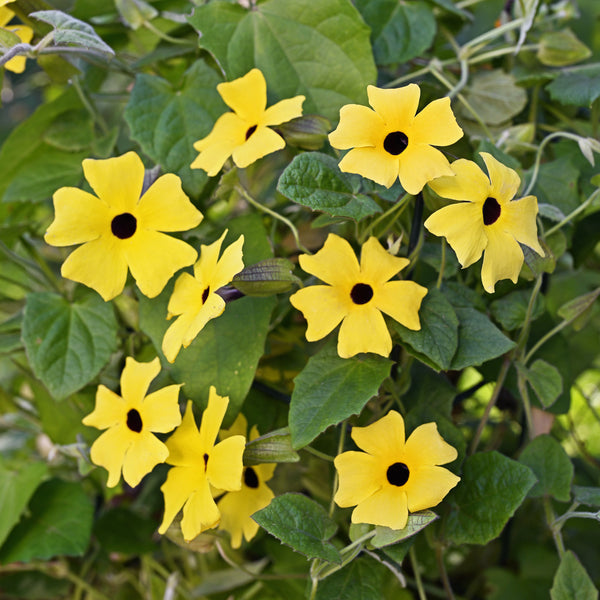 Black-eyed Susan Vine 'Sunny™ Lemon Star' - S1