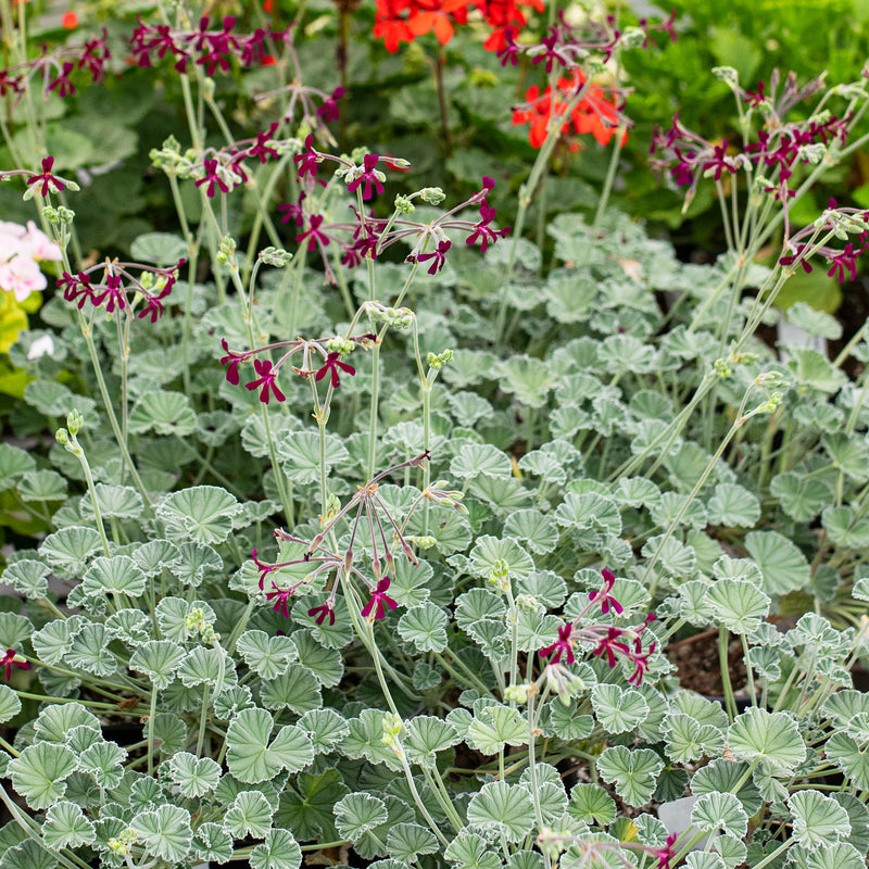 
  



Geranium 'Sidoides' 
