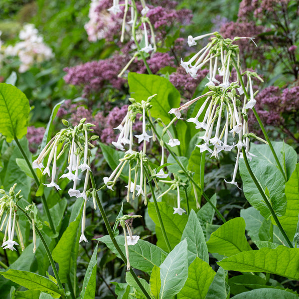 
    



Tobacco 'Woodland' 
