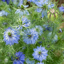 Love-in-a-Mist 'Miss Jekyll Blue'