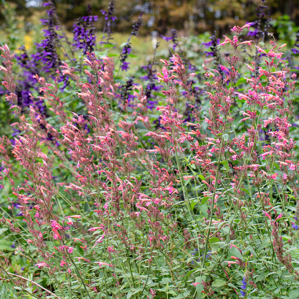 Agastache 'Summer Breeze' - S1