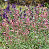 
    



Agastache 'Summer Breeze' 
