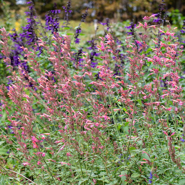 
    



Agastache 'Summer Breeze' 
