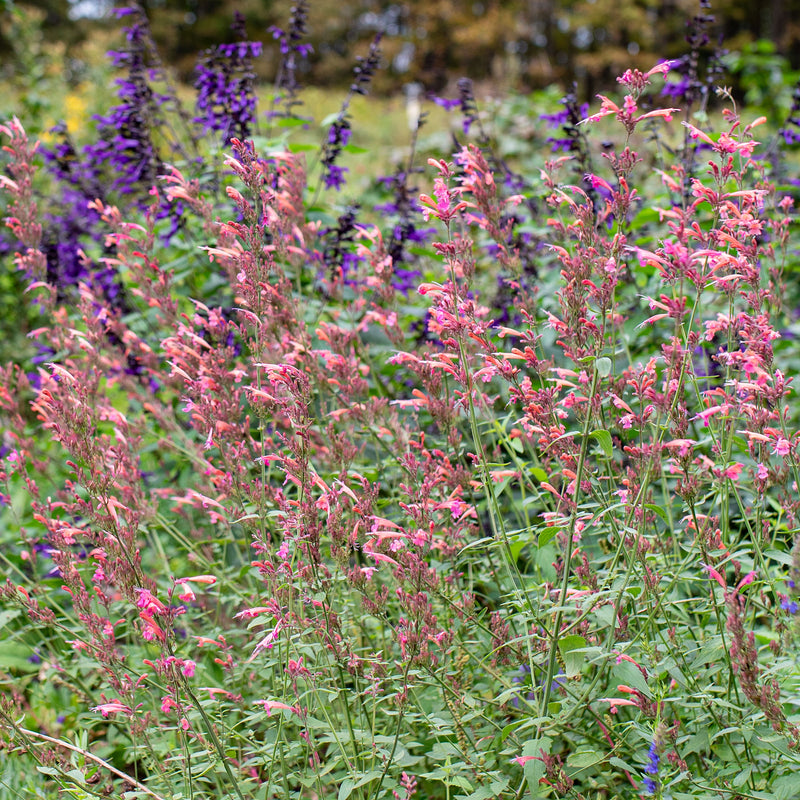 
  



Agastache 'Summer Breeze' 
