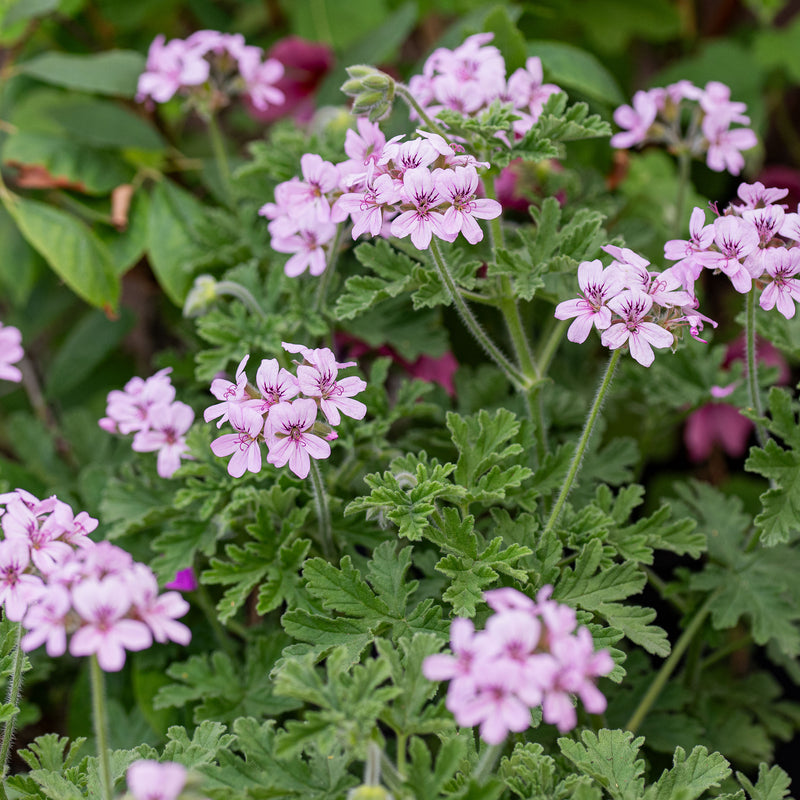 Geranium 'True Rose' - S1