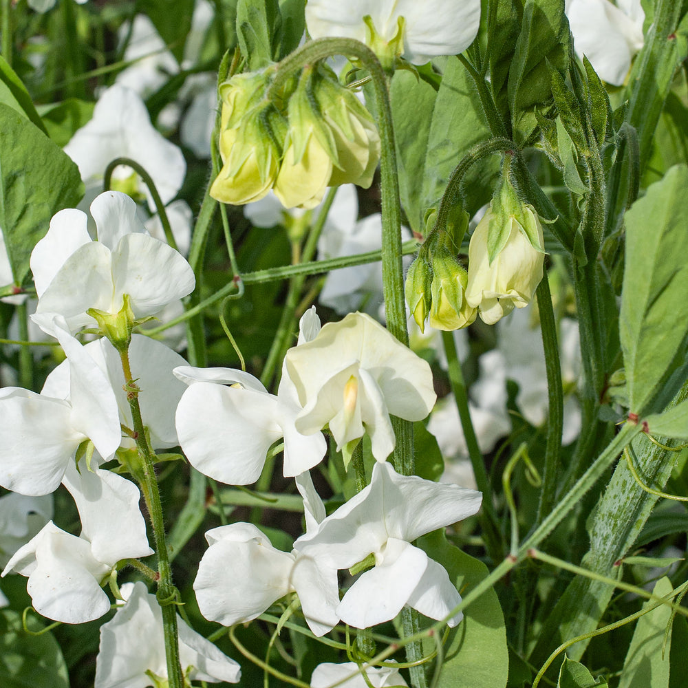 Sweet Pea 'Mrs. Collier'