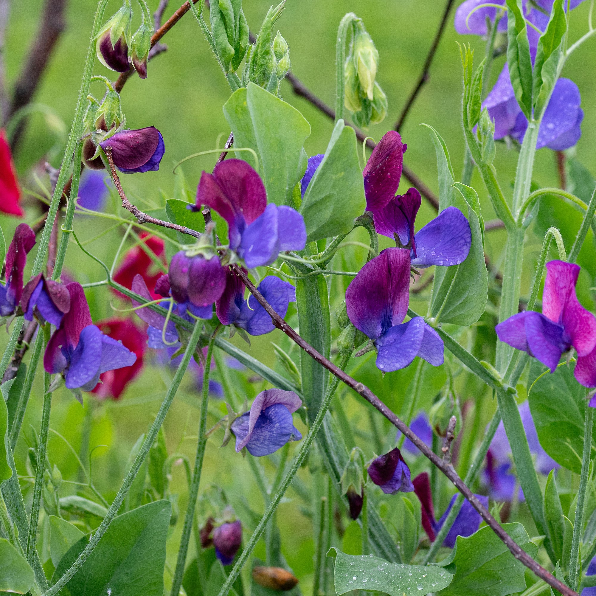 Sweet Pea 'Cupani's Original'