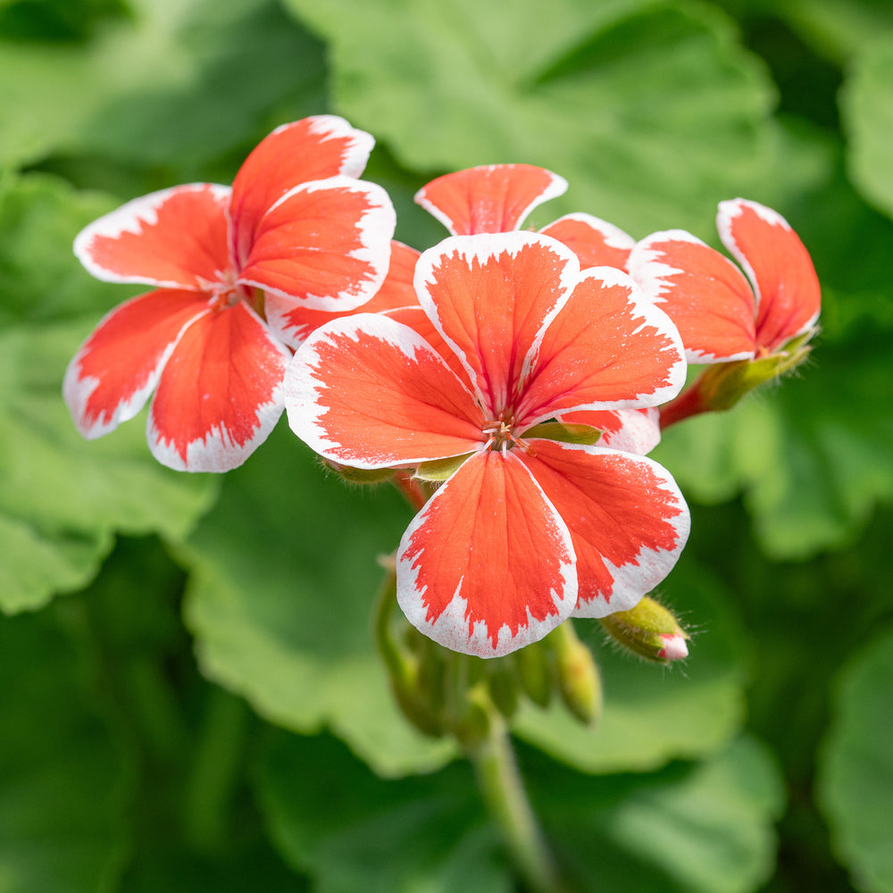 Geranium 'Mr. Wren' - S1