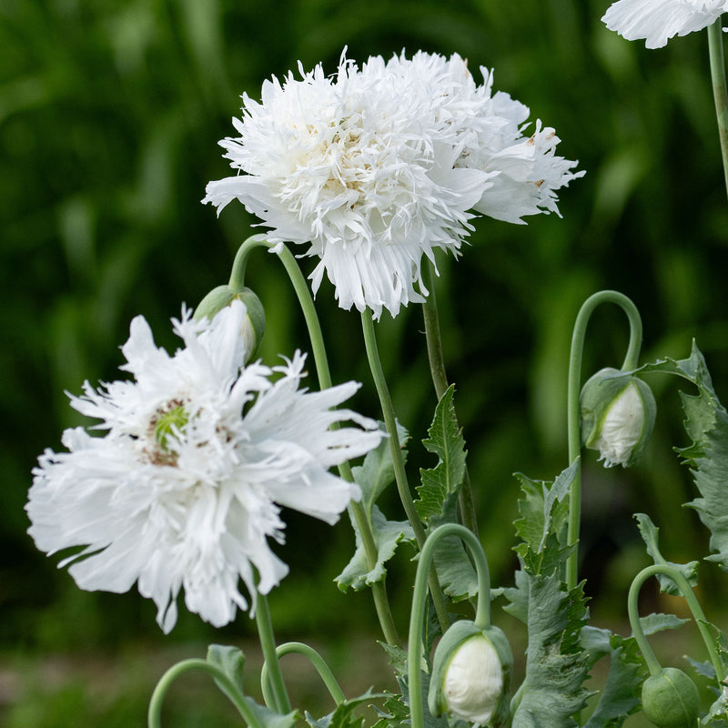 
  



Poppy 'Swansdown'
