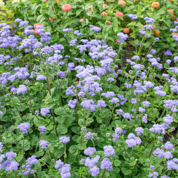 Ageratum 'Blue Horizon' F1